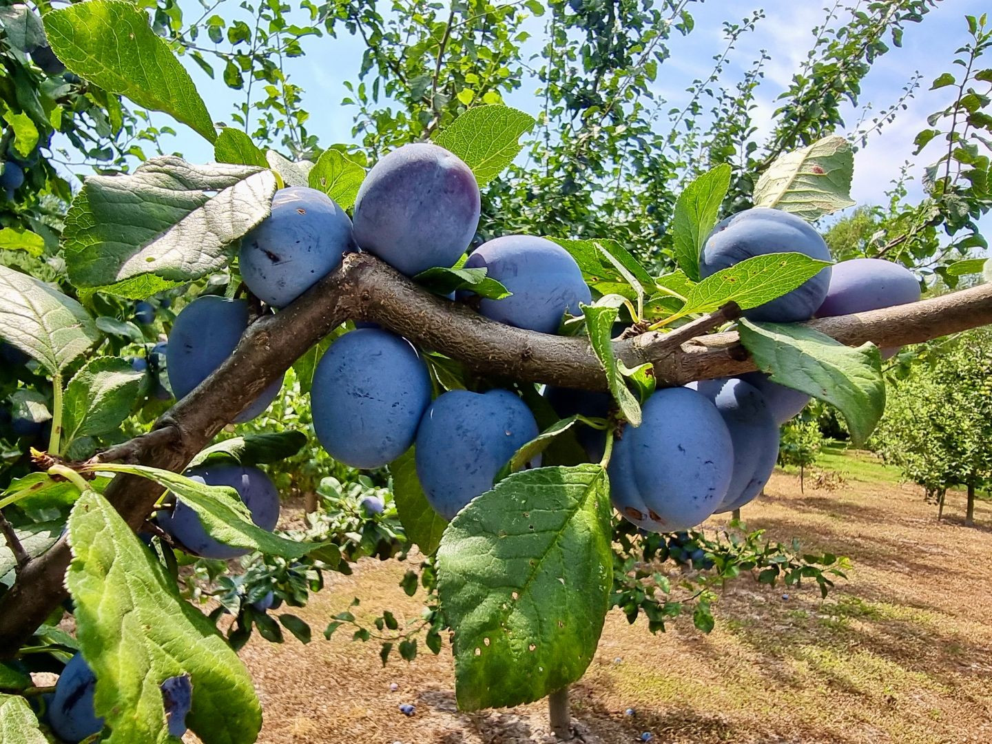 MAĎARSKO - PRI MISKOLCI - 3 IZBOVÁ POSCHODOVÁ CHATA 60 M2, TOP LOKALITA