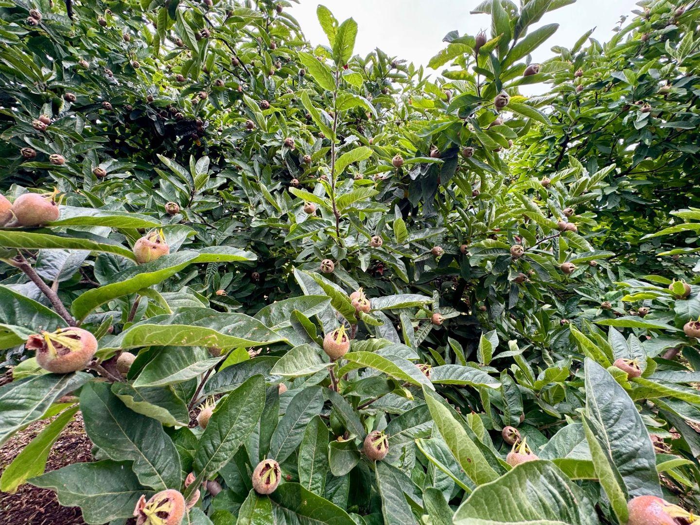 MAĎARSKO - FORRÓ / ENCS - ABÚJDEVECSER  - 3 IZBOVÝ DOM IHNEĎ OBÝVATEĽNÝ