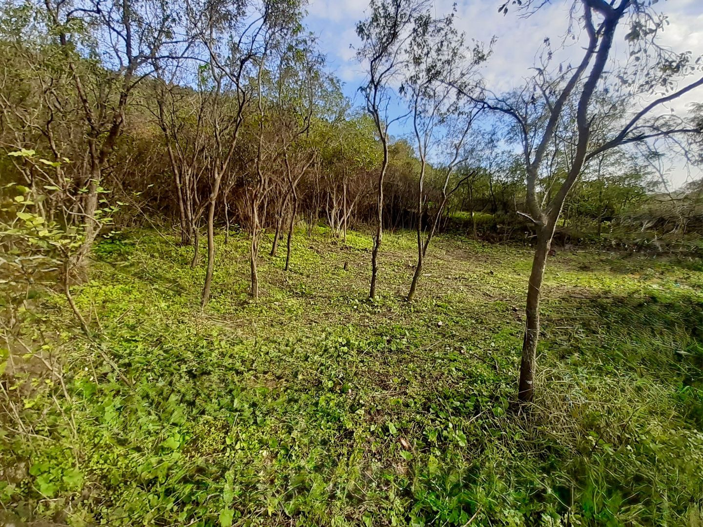 MAĎARSKO - BOLDOGKOVARALJA PEKNÝ STAVEBNÝ POZEMOK 953 M2.