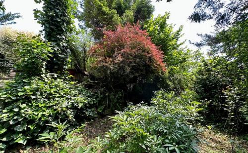 VYŠNÁ HUTKA -  DREVENÁ CHATA S KUCHYNKOU, TERASA, SKLAD, UPRAVENÝ POZEMOK.