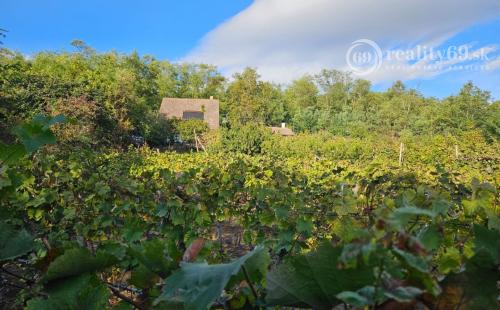 KRÁĽOVSKÝ CHLMEC - CHATA S VINNOU PIVNICOU A UDRŽIAVANOU VINICOU.