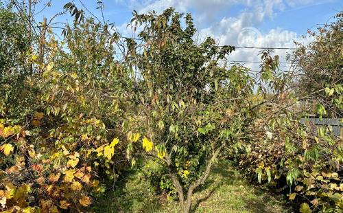 MAĎARSKO - ENCS TROJIZBOVÝ DOM  PO KOMPLETNEJ REKONŠTRUKCII 100 M2 A PEKNÝM POZEMKOM.