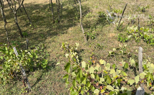 REZERVOVANÉ - MAĎARSKO - BODVASZILAS VINNÁ PIVNICA, CHATA S POZEMKOM 1500 M2.