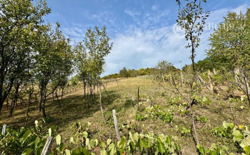 REZERVOVANÉ - MAĎARSKO - BODVASZILAS VINNÁ PIVNICA, CHATA S POZEMKOM 1500 M2.