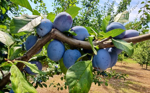 MAĎARSKO - PRI MISKOLCI - 3 IZBOVÁ POSCHODOVÁ CHATA 60 M2, TOP LOKALITA