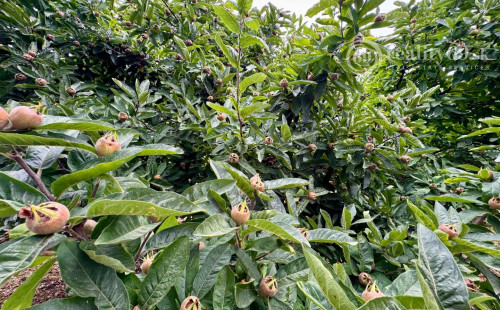 MAĎARSKO - FORRÓ / ENCS - ABÚJDEVECSER  - 3 IZBOVÝ DOM IHNEĎ OBÝVATEĽNÝ