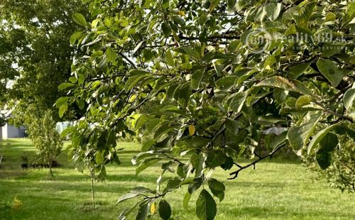 MAĎARSKO - TORNYOSNÉMETI STAVEBNÝ POZEMOK 600 M2 VŠETKY IS V DOSAHU.