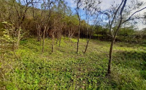 MAĎARSKO - BOLDOGKOVARALJA PEKNÝ STAVEBNÝ POZEMOK 953 M2.