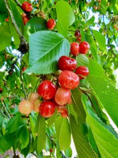 MAĎARSKO - PRI MISKOLCI - 3 IZBOVÁ POSCHODOVÁ CHATA 60 M2, TOP LOKALITA