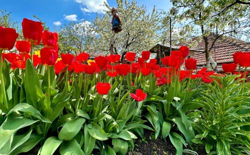 MAĎARSKO - SZENDRŐ ZREKONŠTRUOVANÝ 3 IZBOVÝ RD S PEKNÝM POZEMKOM.